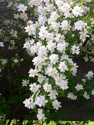 [A spray of a profusion of large white flowers with some green leaves hangs downward.]